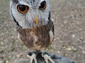 Customer Photo of Birds of Prey West Yorkshire